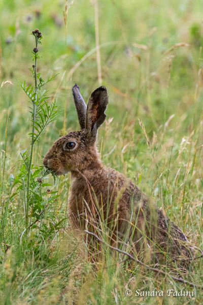 Feldhase (Lepus europaeus) 02