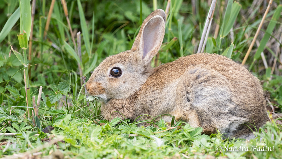 Wildkaninchen (Oryctolagus cuniculus) 02