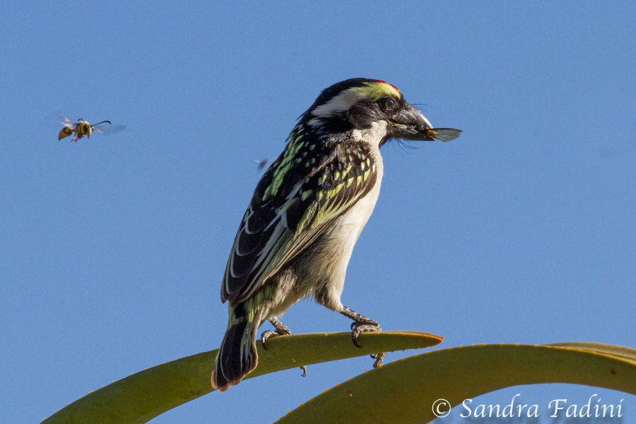 Rotstirn-Bartvogel (Tricholaema leucomelas) 01 - Namibia