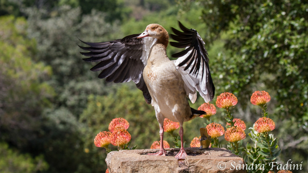 Nilgans (Alopochen aegyptiaca) 01 - Südafrika