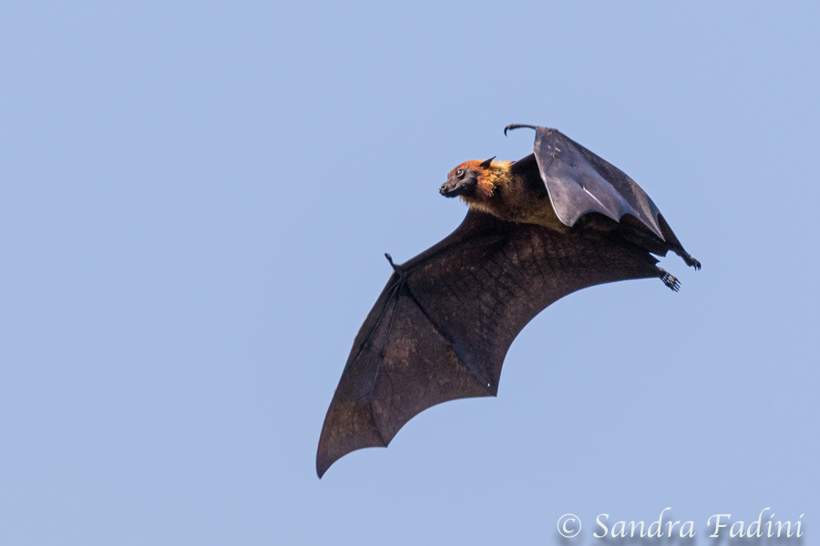 Indischer Riesenflughund (Pteropus giganteus) 02 - Sri Lanka