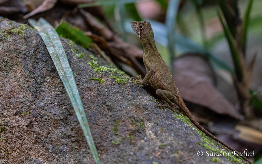 Wiegmanns Agame (Otocryptis wiegmanni) 05 - Sri Lanka