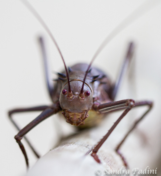 Panzergrille (Hetrodes pupus) 01 - Namibia