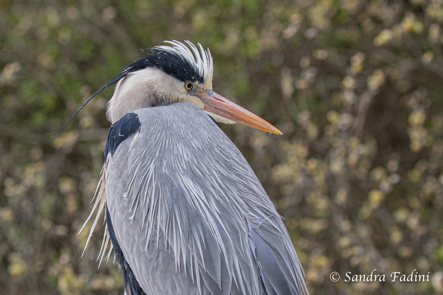 Graureiher (Ardea cinerea) 07