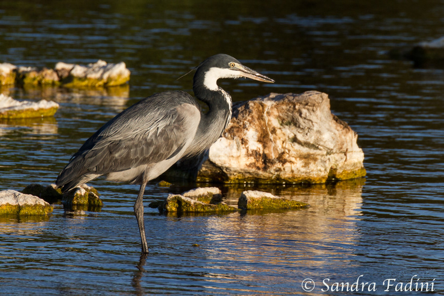 Schwarzhalsreiher (Ardea melanocephala) 01 - Südafrika