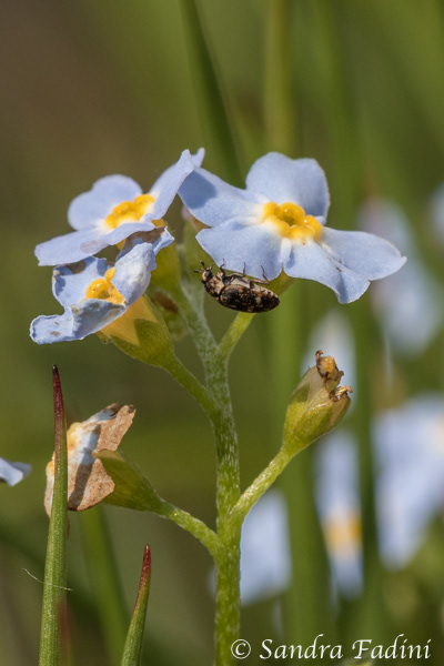 Wollkrautblütenkäfer (Anthrenus verbasci) 02