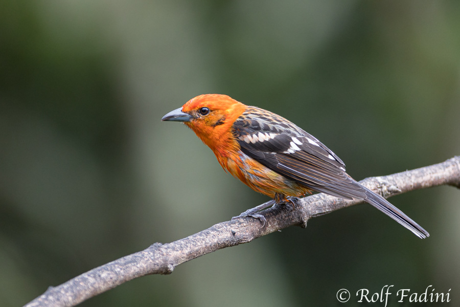 Bluttangare (Piranga bidentata) 03 - Costa Rica