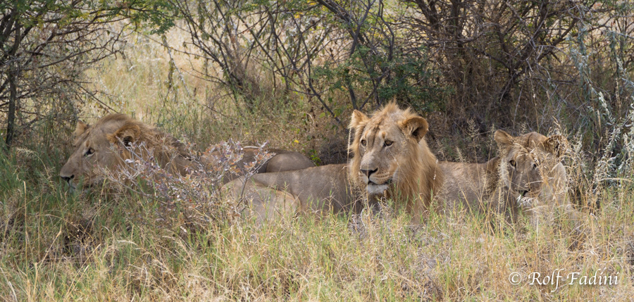Löwe (Panthera leo) 21 - Namibia