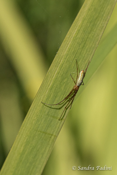 Gemeine Streckerspinne (Tetragnatha extensa) 01