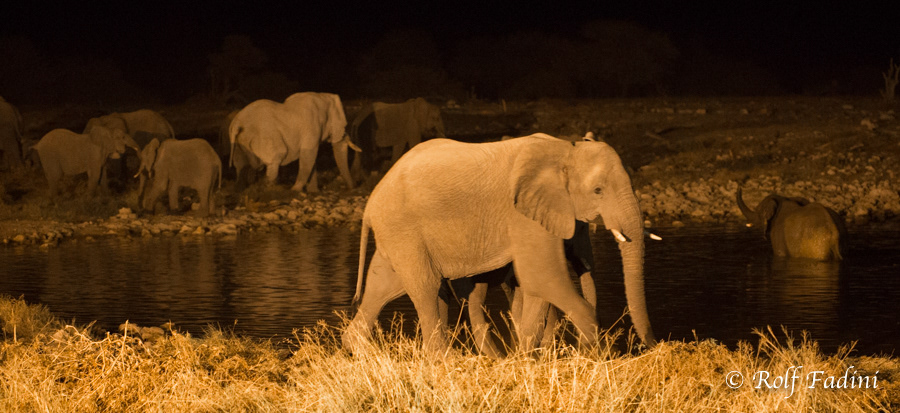 Afrikanische Elefanten (Loxodonta africana) 24 - bei Nacht am Wasserloch (Namibia)