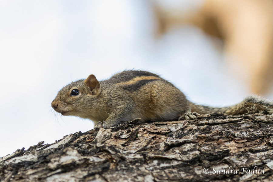 Indisches Palmenhörnchen (Funambulus palmarum) 01 - Sri Lanka
