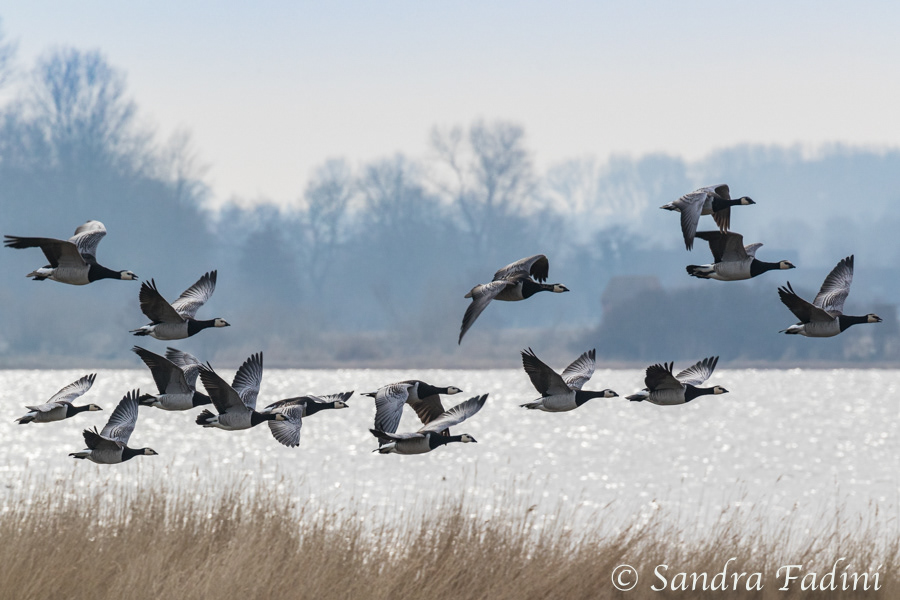 Nonnengans (Branta leucopsis) 02
