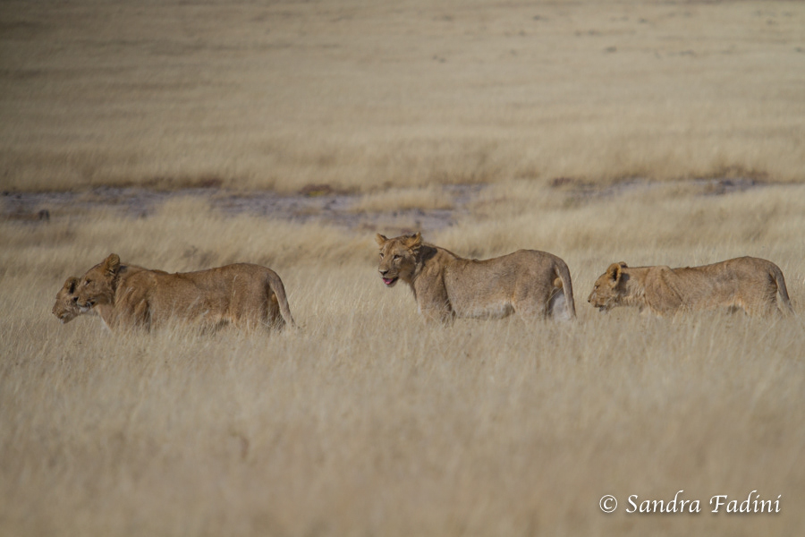 Löwe (Panthera leo) 19 - Namibia