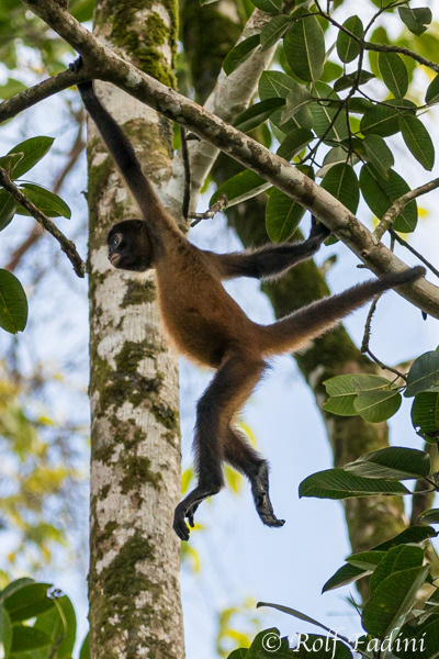 Geoffroy-Klammeraffen (Ateles geoffroyi) 05 - Jungtier (Costa Rica)