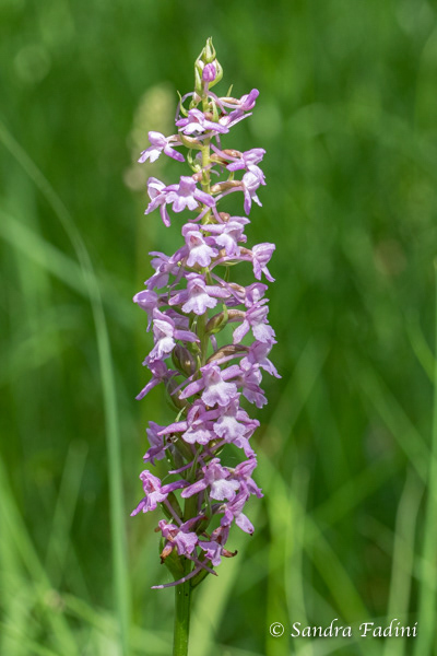 Mücken- Händelwurz (Gymnadenia conopsea) 01