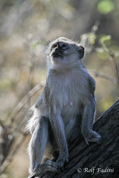 Südliche Grünmeerkatze (Chlorocebus pygerythrus) 03 - Botswana