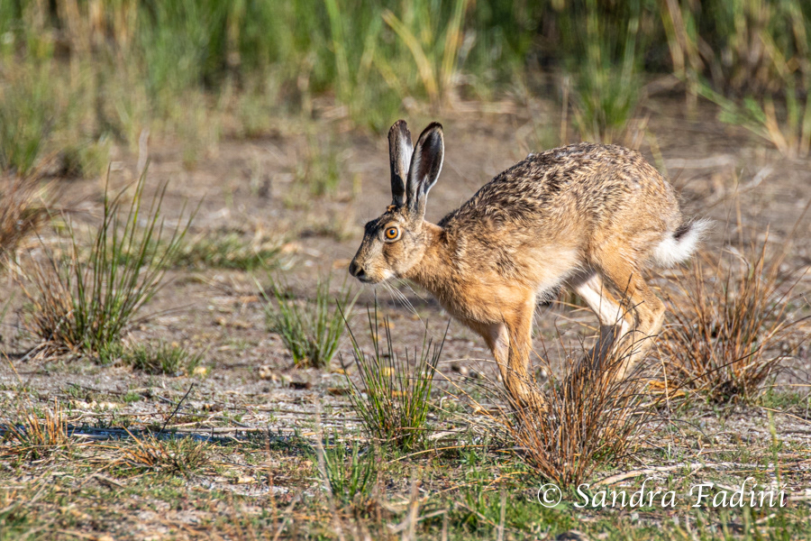 Feldhase (Lepus europaeus) 04