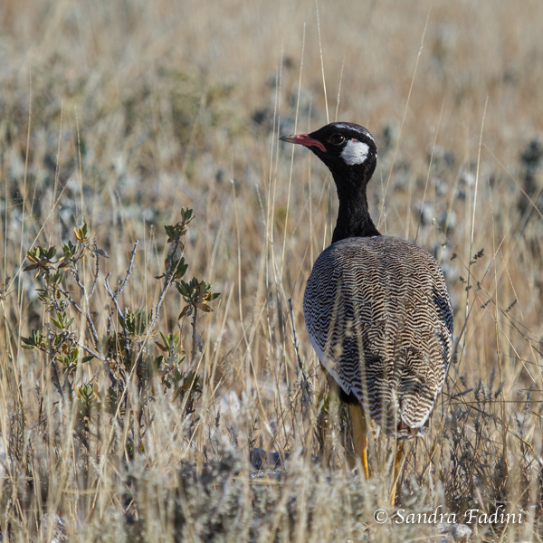 Gackeltrappe (Afrotis afra) 01 - Namibia
