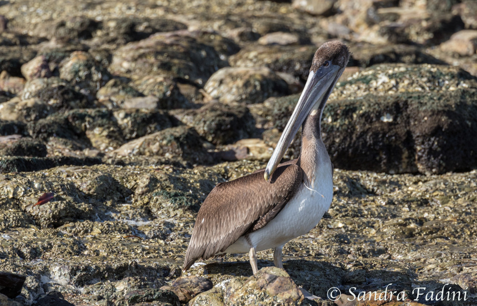 Braunpelikan (Pelecanus occidentalis) 12 - im juvenilen Federkleid (Costa Rica)