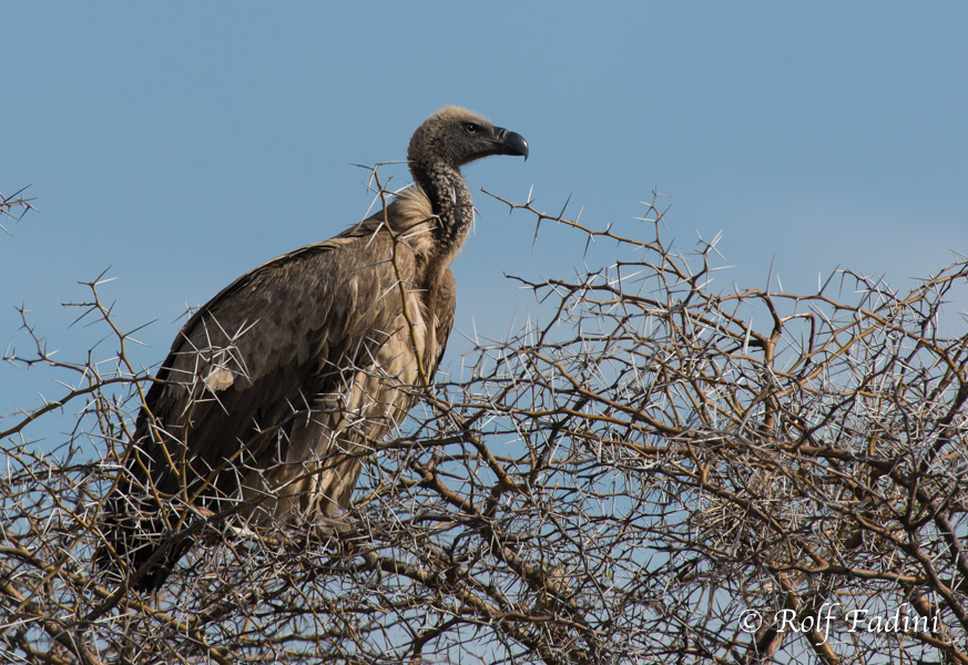 Weißrückengeier (Gyps africanus) 01 - Namibia