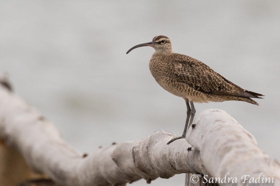 Regenbrachvogel (Numenius phaeopus) 01 - Costa Rica