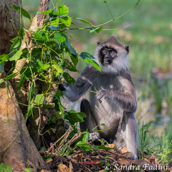 Hanuman-Langur (Semnopithecus) 02 - Sri Lanka