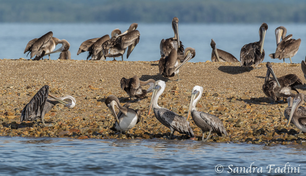 Braunpelikan (Pelecanus occidentalis) 09 - Costa Rica