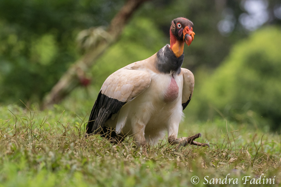 Königsgeier (Sarcoramphus papa) 07 - Costa Rica