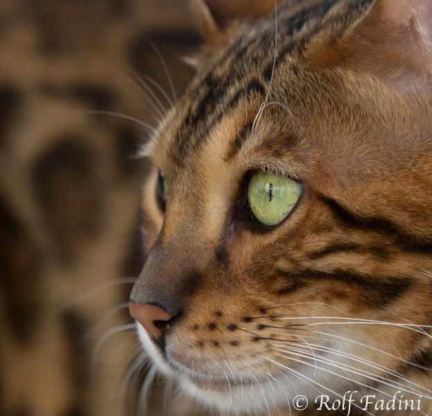 Bengal Katze 24 - Kater