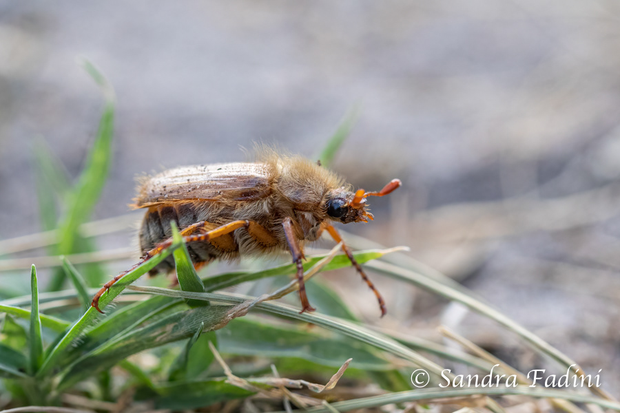 Gerippter Brachkäfer (Amphimallon solstitiale) 01 - "Junikäfer"
