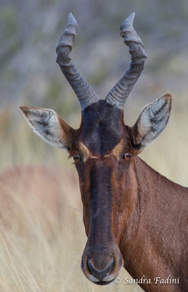 Rote Kuhantilope (Alcelaphus caama) 01 - Namibia