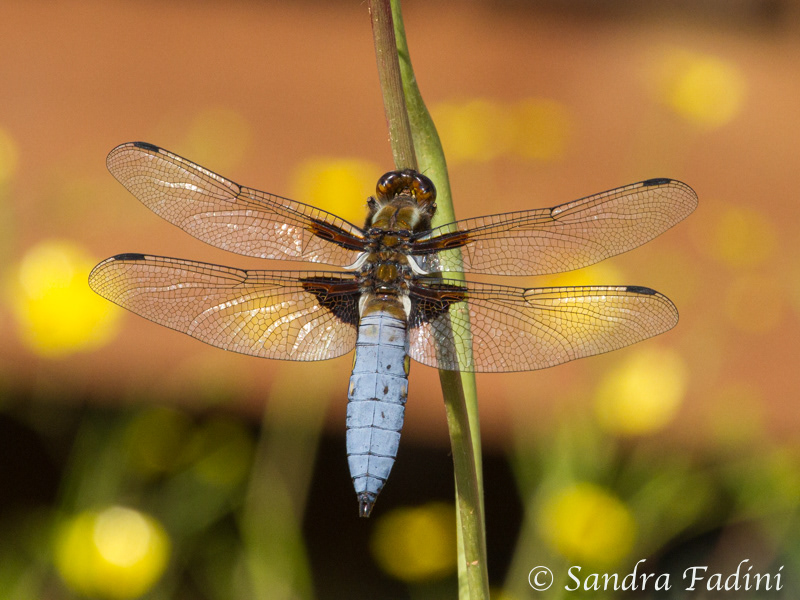 Plattbauch (Libellula depressa) 01 - Männchen