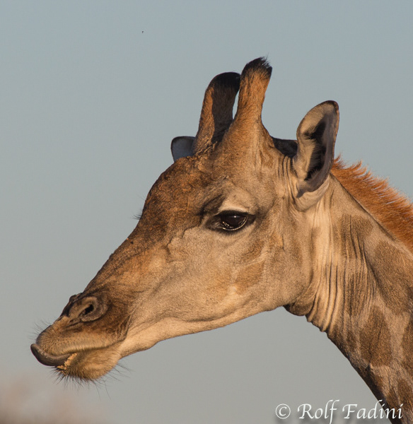 Angola-Giraffe (Giraffa giraffa angolensis) 02 - Namibia