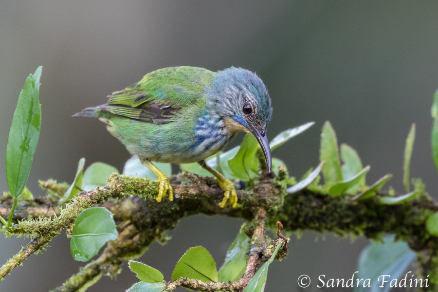 Azurnaschvogel (Cyanerpes lucidus) 03 - Weibchen (Costa Rica)