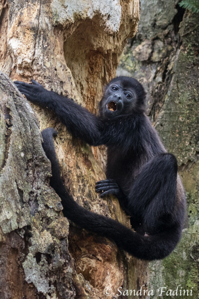 Mantelbrüllaffe (Alouatta palliata) 05 - Jungtier (Costa Rica)