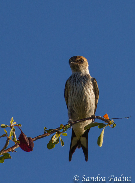 Kleine Streifenschwalbe (Hirundo abyssinica) 01 - Namibia