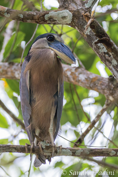 Kahnschnabel (Cochlearius cochlearius) 02 - Costa Rica