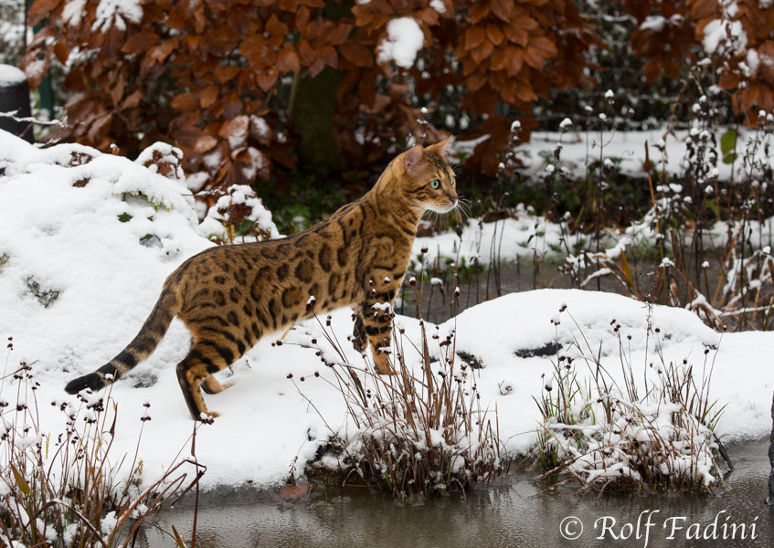 Bengal Katze 13 - Kater im Schnee