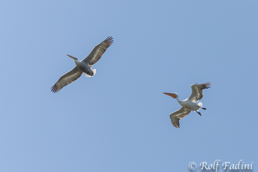Krauskopfpelikan (Pelecanus crispus) 01 - im Flug (Rumänien)