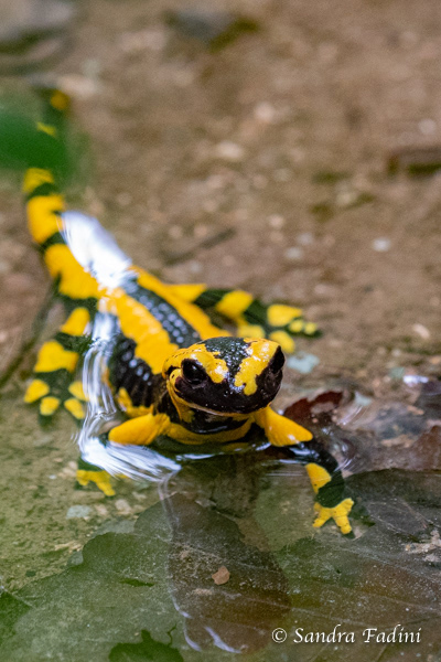 Feuersalamander (Salamandra salamandra terrestris) 07