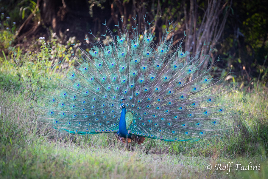 Blauer Pfau (Pavo cristatus) 04 - Sri Lanka