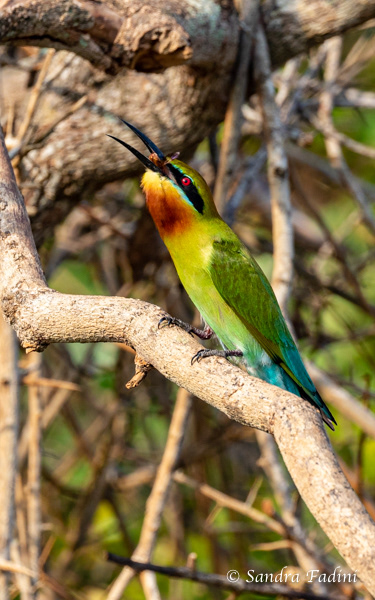 Blauschwanzspint (Merops philippinus) 03 - Sri Lanka