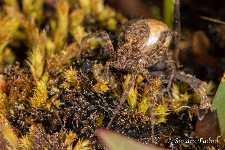 Dunkle Wolfsspinne (Pardosa amentata) 01 - Weibchen mit Eikokon