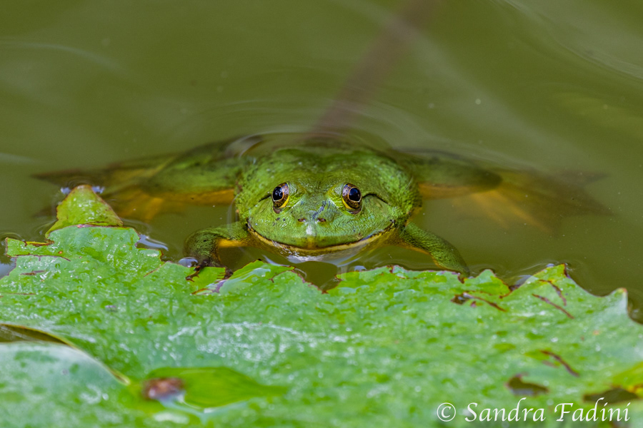 Indischer Teichfrosch (Euphlyctis hexadactylus) 01 - Sri Lanka
