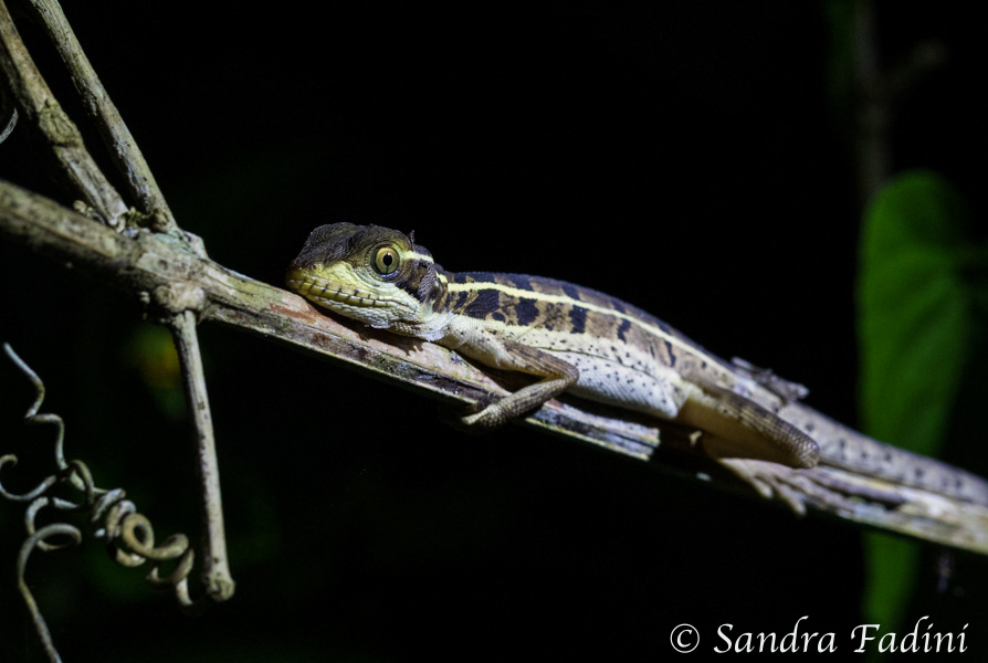 Streifenbasilisk (Basiliscus vittatus) 04 - Jungtier (Costa Rica)