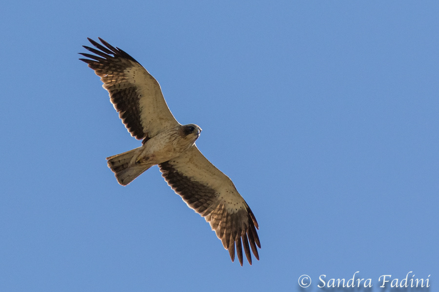 Zwergadler (Aquila pennata) 01 - Spanien