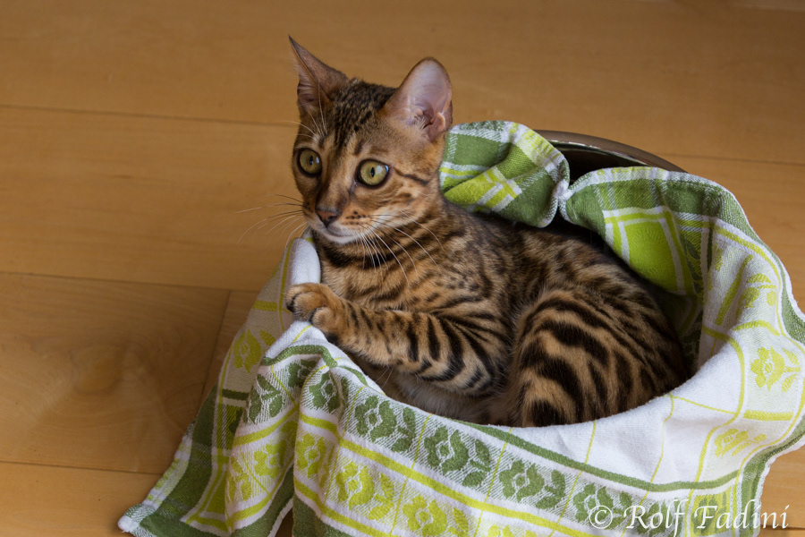 Bengal Katze 08 - Junge Katze