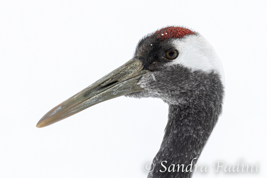 Mandschurenkranich (Grus japonensis) 01 - Japan