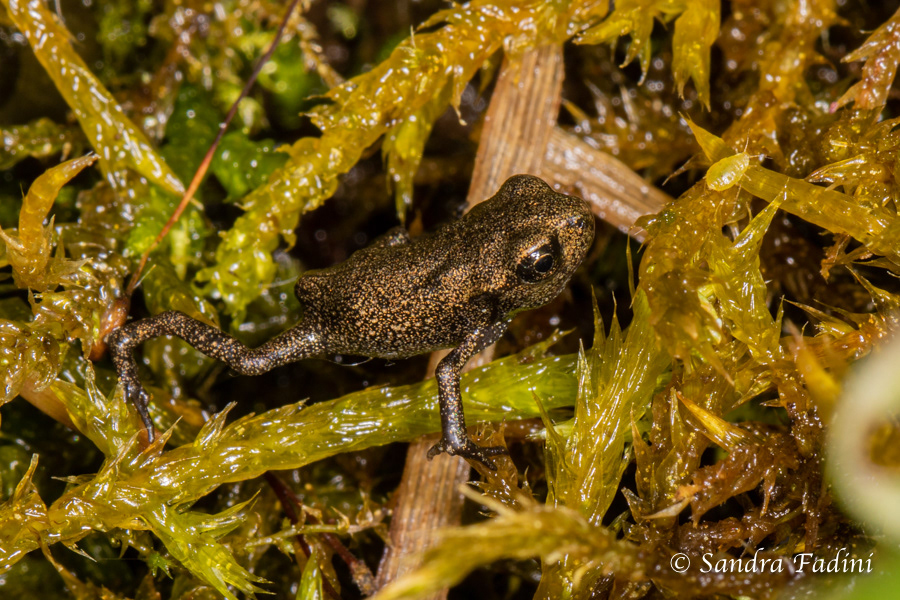 Erdkröte (Bufo bufo) 09 - Jungfrosch