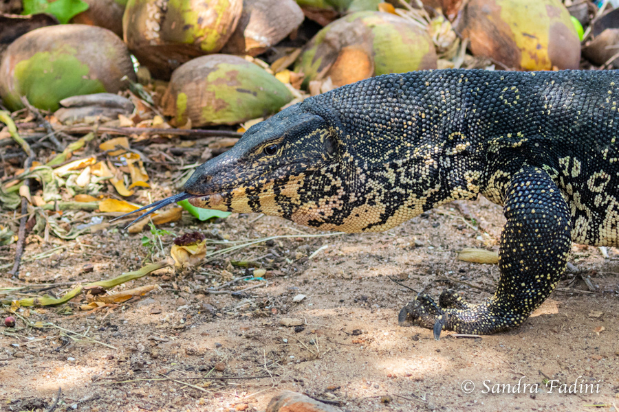 Bindenwaran (Varanus salvator) 02 - Sri Lanka